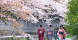 Du lịch Nhật Bản ngắm hoa Anh Đào chỉ với 32,9 triệu đồng